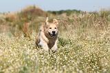GOLDEN RETRIEVER 204